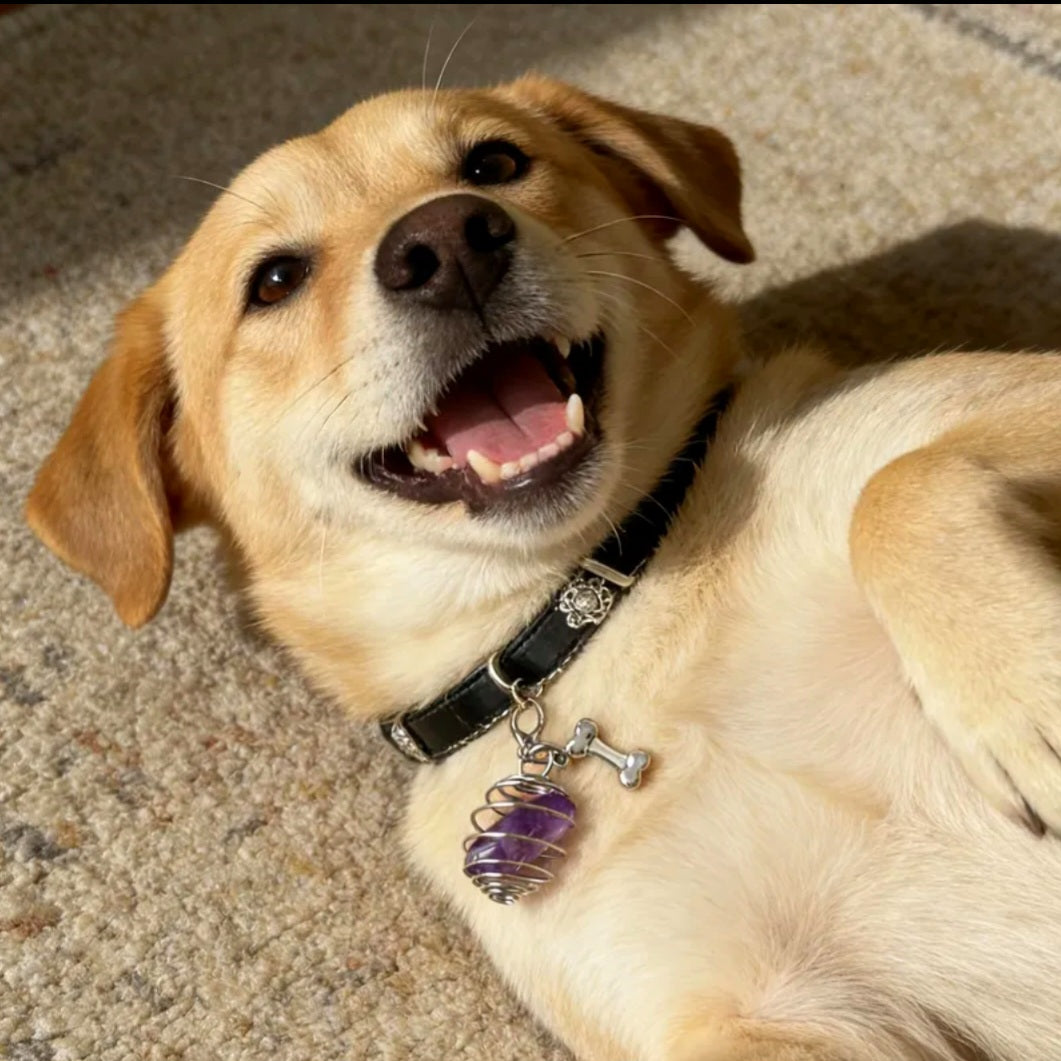 Amethyst Charmed - Energy Transmuter / Healing Protection From All Absorbing - Ritual Activated & Blessed Crystal Attachment For Familiar / Animal Collars