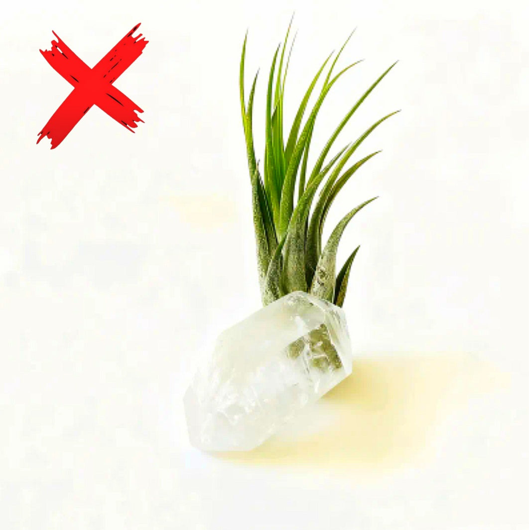 Clear Quartz Plant Protection Familiar - Ritual Activated & Blessed