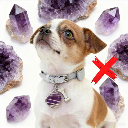 Amethyst Charmed - Energy Transmuter / Healing Protection From All Absorbing - Ritual Activated & Blessed Crystal Attachment For Familiar / Animal Collars