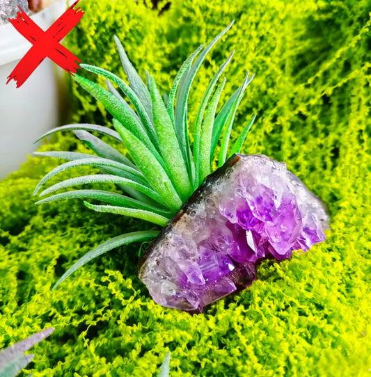Amethyst Plant Protection Familiar - Ritual Activated & Blessed