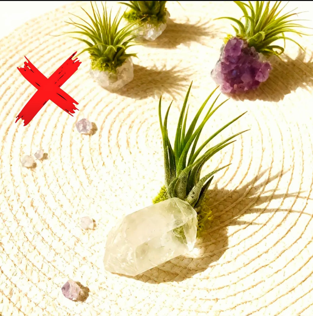 Clear Quartz Plant Protection Familiar - Ritual Activated & Blessed